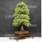 Pinus pentaphylla 9070182