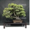 vendu Pinus pentaphylla ref:11070181
