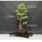 Pinus pentaphylla ref:11070182