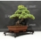 Pinus pentaphylla 11070183