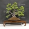 Juniperus chinensis itoigawa 13070182