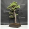 Pinus pentaphylla 13070183