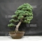 Pinus pentaphylla ref: 1807018