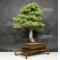 Pinus pentaphylla ref:23070181