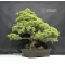 Pinus pentaphylla 25070184