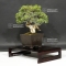 juniperus chinensis itoigawa ref: 30070184