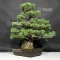Pinus pentaphylla ref: 08080183