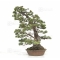 Pinus pentaphylla 29080182