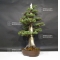 juniperus rigida ref: 12090181