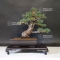 Pinus pentaphylla kokonoe ref :27060185