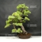 VENDU Pinus pentaphylla 13080182