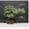 Pinus pentaphylla du Japon ref :11090182