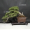 juniperus chinensis ref: 11090183