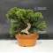 juniperus chinensis var : itoigawa ref: 07090185