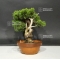 juniperus chinensis var : itoigawa ref: 07090186
