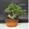 juniperus chinensis var : itoigawa ref: 07090188