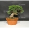 vendu juniperus chinensis var : itoigawa ref: 0709