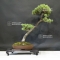 Pinus pentaphylla 6090181