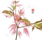 acer palmatum okukuji nishiki seeds