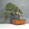 PT Juniperus chinensis itoigawa 25050181