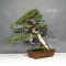 juniperus chinensis ref: 9090171