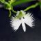 Habenaria radiata white egret orchid 1 bulb