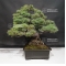 Pinus pentaphylla ref: 11090171