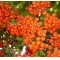 Pyracantha angustifolia ref:13110184