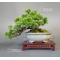 juniperus chinensis itoigawa ref 29050192