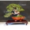 juniperus chinensis itoigawa ref:14040191
