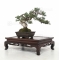 Juniperus chinensis itoigawa ref:26020192