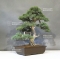 VENDU juniperus chinensis ref :060030192