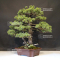 Pinus pentaphylla ref:060301910