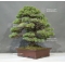 VENDU Pinus pentaphylla ref:06030199