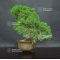 juniperus chinensis itoigawa ref 7070191