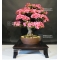 rhododendron l.  osakazuki ref 03070192