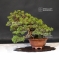 juniperus chinensis itoigawa ref : 1907194