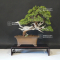 VENDU juniperus chinensis itoigawa ref :14080194