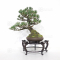 Pinus pentaphylla du Japon ref 12090192