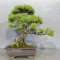 Pinus pentaphylla  kin goyo  ref : 10090192