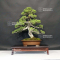 VENDU juniperus chinensis itoigawa ref 10090193