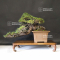 VENDU Pinus pentaphylla kokonoe du Japon ref :1009
