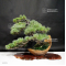 Pinus pentaphylla 04090196