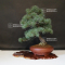 Pinus pentaphylla ref: 04090198