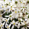 saxifraga fortunei thea