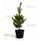 pinus pentaphylla variété "blue lou" pot 10 litres