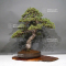 Pinus pentaphylla ref: 28120194