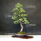 VENDU Pinus pentaphylla ref 13090195