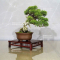 VENDU Juniperus chinensis itoigawa ref 10100192