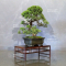 juniperus chinensis itoigawa ref 10100197